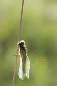 Butterfly-lion (Libelloides longicornis) on a stem, Calcareous grassland, Meuse, France