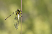 Butterfly-lion (Libelloides longicornis) on a stem, Calcareous grassland, Meuse, France