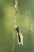 Butterfly-lion (Libelloides longicornis) on an ear, Calcareous grassland, Meuse, France