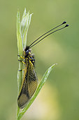 Butterfly-lion (Libelloides longicornis) on a leaf, Calcareous grassland, Meuse, France