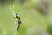 Butterfly-lion (Libelloides longicornis) on a leaf, Calcareous grassland, Meuse, France