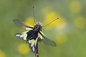 Butterfly-lion (Libelloides coccajus) on a flower, calcareous grass, Vosges, France