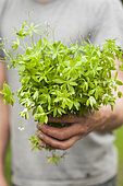 Harvest of Woodruff (Galium odoratum). Its coumarin content perfumes many dishes, once dried.