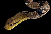 Dog toothed catsnake (Boiga cynodon)