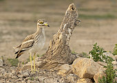 Stone curlew (Burhinus oedicnemus) looking for food, Spain