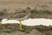 Stone curlew (Burhinus oedicnemus) looking for food