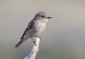 Spotted flycatcher (Muscicapa striata) perched on a branch, Spain