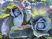Red cabbage 'Tête Noire', Brassica oleracea capita-nigra