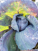 Red cabbage 'Tête Noire', Brassica oleracea capita-nigra