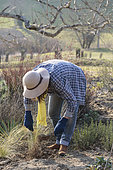 Woman scratching the earth around perennials in winter