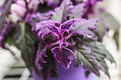Velvet plant (Gynura aurantiaca) in pot