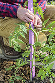 Staking a tomato stump on a wooden stake.