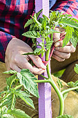 Staking a tomato stump on a wooden stake.