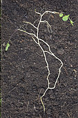 Overview of the underground system of the vertical rhizome of Hedge false bindweed (Calystegia sepium)