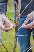 Staking a fruit tree stalk. Attaching a young cherry branch to a guardian must drive the tree into an erect form in winter.