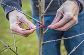 Staking a fruit tree stalk. Attaching a young cherry branch to a guardian must drive the tree into an erect form in winter.