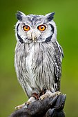 Southern white-faced owl (Ptilopsis granti), captive