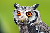 Southern white-faced owl (Ptilopsis granti), captive, Portrait