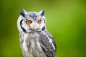 Southern white-faced owl (Ptilopsis granti), captive