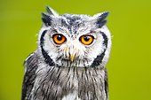 Southern white-faced owl (Ptilopsis granti), captive, Portrait