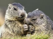 Marmots (Marmota) eat together, young animals, Großglockner, Carinthia, Austria, Europe