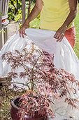 Woman protecting a Japanese potted maple, (Acer palmatum) 'Dissectum Atropurpureum', against the heat wave by posing a veil against sunburn.