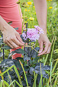Staking a dahlia in summer.