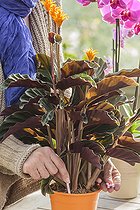 Woman bringing a stick fertilizer to a calathea (Calathea sp) in pot.