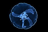 Moon Jellyfish (Aurelia aurita) on black background, Mayotte