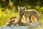 Red fox (Vulpes vulpes) young playing in afternoon, Slovakia