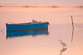 Little egret (Egretta garzetta) walking around a blue boat in Ebro delta Natural Park, Spain