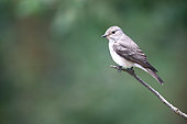 Spotted flycatcher (Muscicapa striata) on a branch