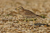 Stone-curlew (Burhinus oedicnemus) moving in a cultivated field, Poitou-Charentes, France