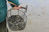 Fisherman coming back from the clam fishery, Bourgneuf Bay, Pays de Loire, France