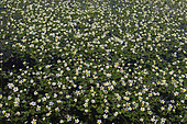 Brackish Water-crowfoot (Ranunculus baudotii) in bloom, Breton vendéen marsh, France