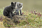 Young Arctic Foxes (Alopex Lagopus) in front of a gopro in front of the burrow, Jameson Land, Northeast Greenland