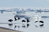 Oies à bec court (Anser brachyrhynchus) en vol. Colonie sur le Scoresbysund, Groenland, Nord Est
