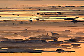 Glaces dérivantes au coucher du soleil dans le Scoresbysund, Groenland Nord Est