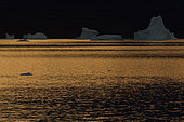 Icebergs au soleil couchant dans le Scoresbysund. Groenland Nord Est