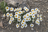 Alpine Oxeye (Leucanthemopsis alpina) in bloom, French Alps