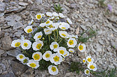 Glacier Buttercup (Ranunculus glacialis) in bloom, Alps, France