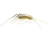 House Centipede (Scutigera coleoptrata) is a small centepide with up to 15 pairs of long legs. It originated in the Mediterranean region but now has spread to many other parts of the world. It can live in human homes, thus gaining the name “house centipede”.