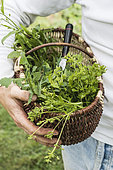 Harvest of wild salad made from edible weeds