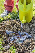 Watering a red cabbage plant in summer during hot weather.