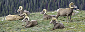 Bighorn Sheep at rest, Rocky Mountain Natl. Park. Except for during the rut, bighorn sheep males tend to stay together. Here they are resting on a hillside in Rocky Mountain National Park.