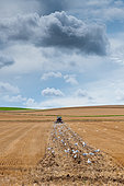 Goélands argentés (Larus argentatus) suivant un agriculteur qui déchaume son champ en été, Escalles, Hauts de France, France