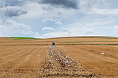 Goélands argentés (Larus argentatus) suivant un agriculteur qui déchaume son champ en été, Escalles, Hauts de France, France