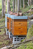 Hives at the forest edge in summer, Moselle, France