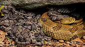 timber rattlesnakes, (Crotalus horridus), adult females and newborn young, Pennsylvania, gravid female timber rattlesnakes gather together at maternity sites and bask and give birth to live young. They stay with the young for a period of several weeks showing a degree of parental care. These groups tend to be somewhat related females.
