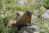 Yellow-bellied Marmot (Marmota flaviventer), Rocky Mountain National Park, Colorado.